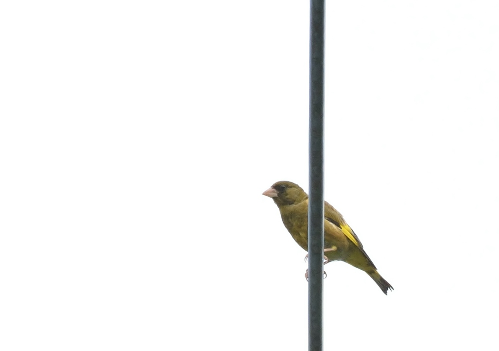 カワラヒワ