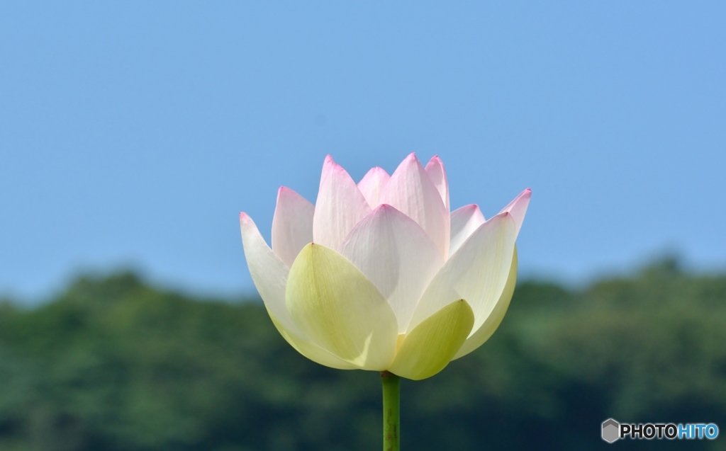 蓮園にて