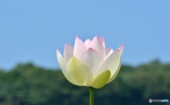 蓮園にて