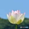 蓮園にて