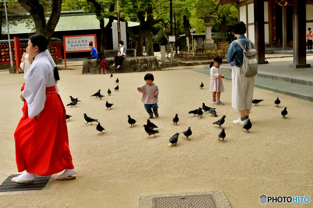 鳩ポッポ②
