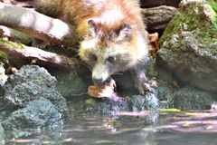 お山の水飲み場に