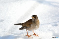 残雪上のシロハラ①