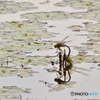 蜻蛉の産卵