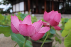 喜光寺の蓮