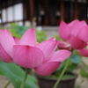 喜光寺の蓮