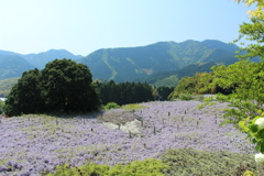 藤の海