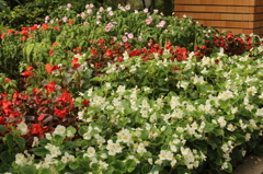 花壇