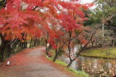 紅葉の道