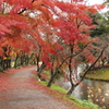 紅葉の道