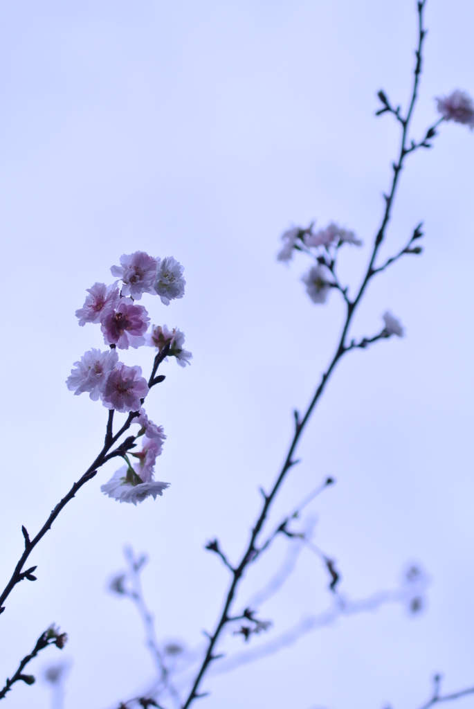 十月桜