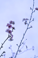 十月桜