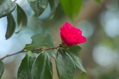 DSC00068