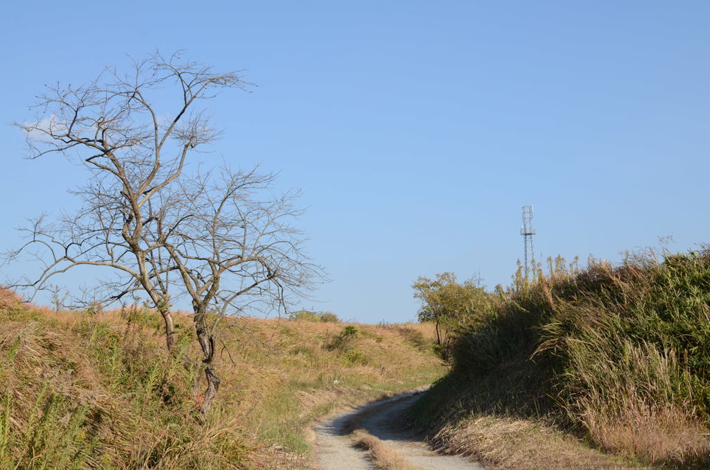 枯れ木と電波塔