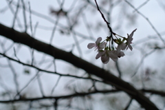十月桜2