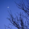 冬の木と月