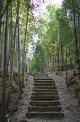 竹林