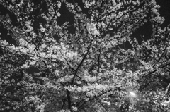 RSW_4661