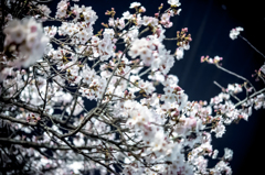 RSW_4635