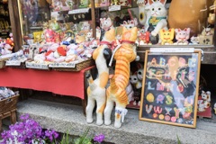 猫猫