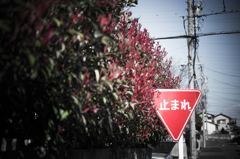 RSW_4556