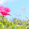 ROSE **1**