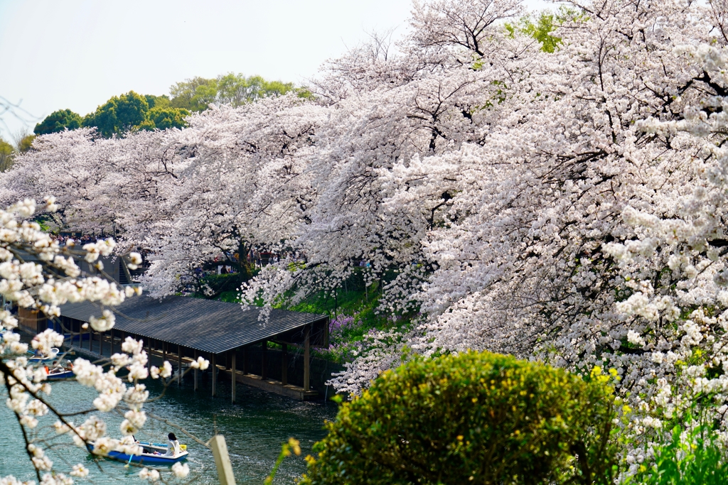 千鳥ヶ淵・その３