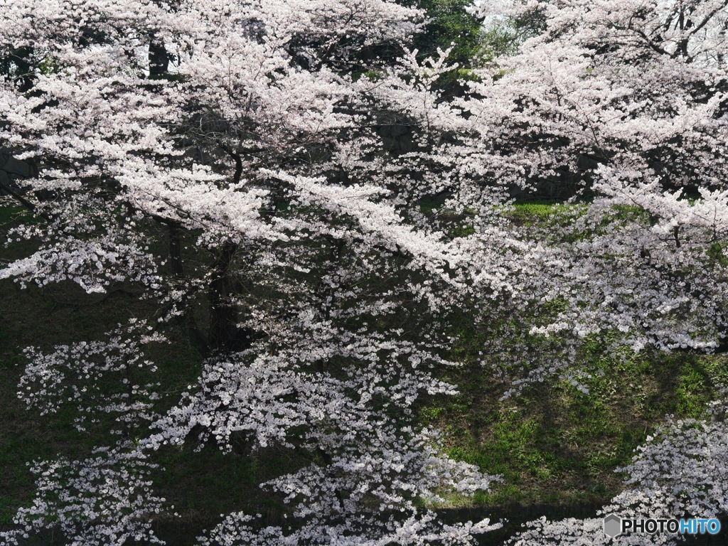 千鳥ヶ淵③