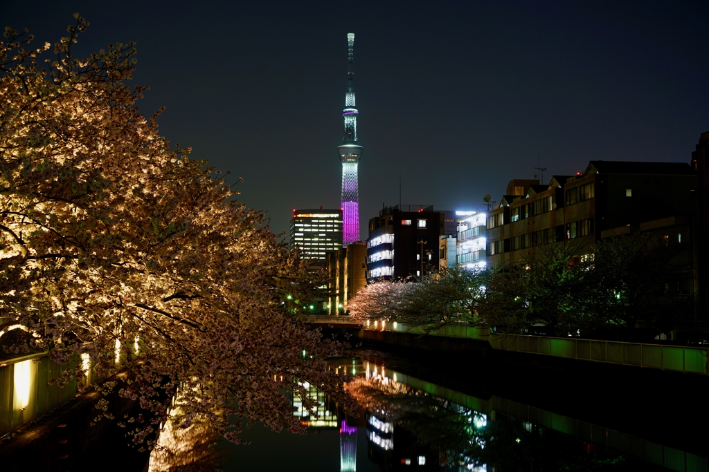 満開の桜とスカイツリー・その１