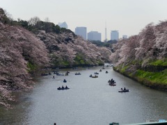 千鳥ヶ淵⑤