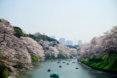 千鳥ヶ淵・その２