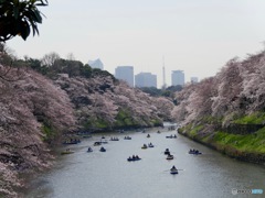 千鳥ヶ淵④