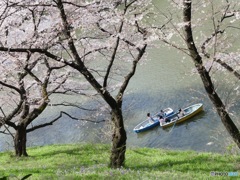 千鳥ヶ淵①