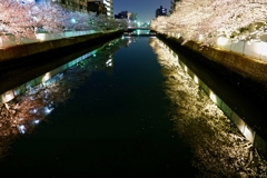 満開の桜と菊川