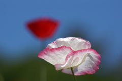DSC04902-P