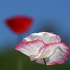 DSC04902-P