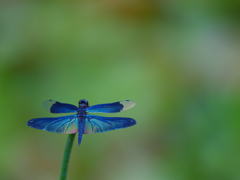 DSC_9447_00001