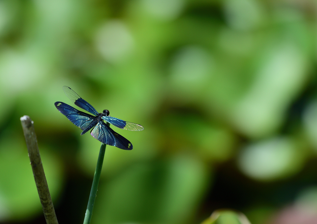 DSC_9536_00002
