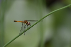 _DSC1304