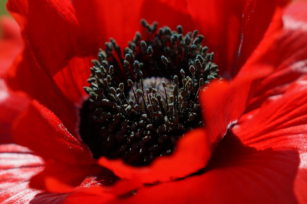 DSC04752-P