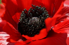 DSC04752-P