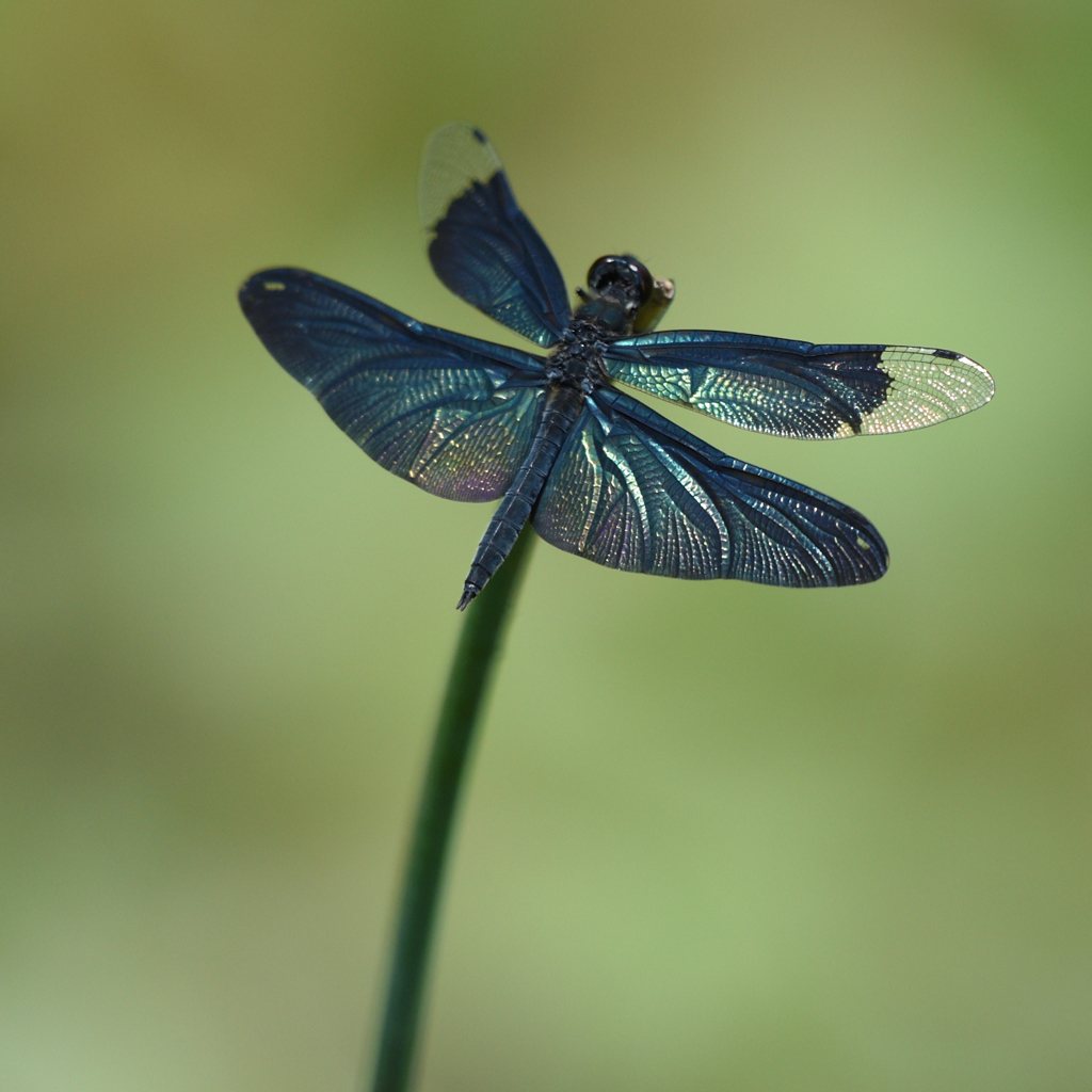 DSC_9486_00001
