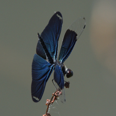 DSC_1936_00002