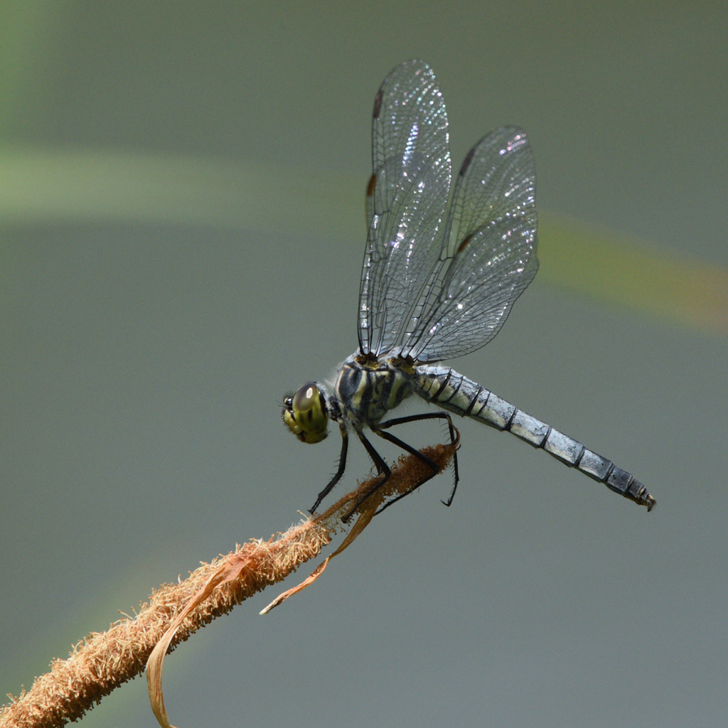 DSC_2286_00011