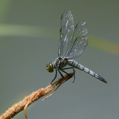 DSC_2286_00011