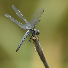 DSC_2598_00030
