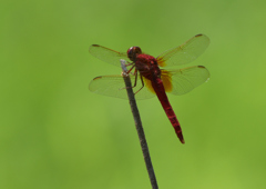 DSC_9979_00001