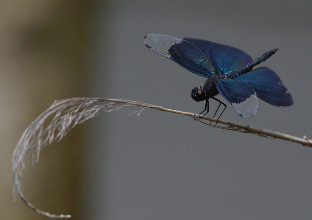 DSC_2260_00009