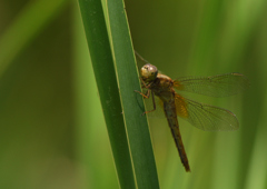 DSC_2684_00036