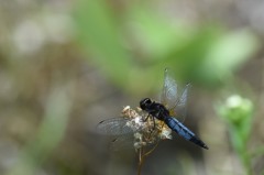 DSC_0086-1